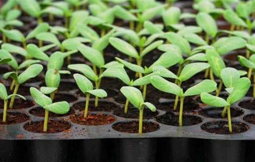 Propagation 101 How to Grow from Seeds, Roots and Cuttings Edible